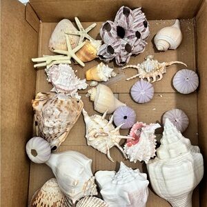 Natural Sea Shell Collection - Assorted Colors